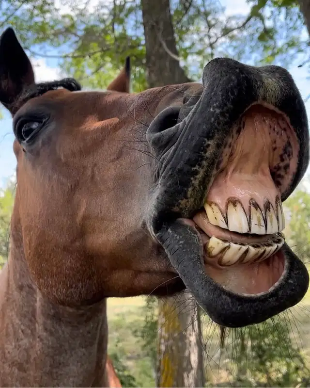 Horse Boarding Near Sylvan Lake | Where Horses Thrive & Rider - Photo 8