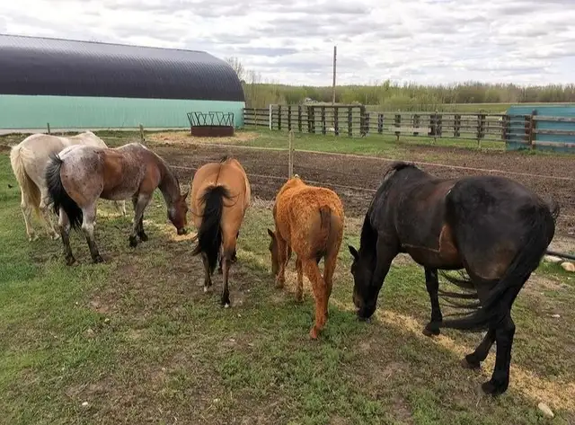 Horse Boarding Near Sylvan Lake | Where Horses Thrive & Rider - Photo 9