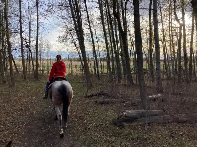 Horse Boarding Near Sylvan Lake | Where Horses Thrive & Rider - Photo 10