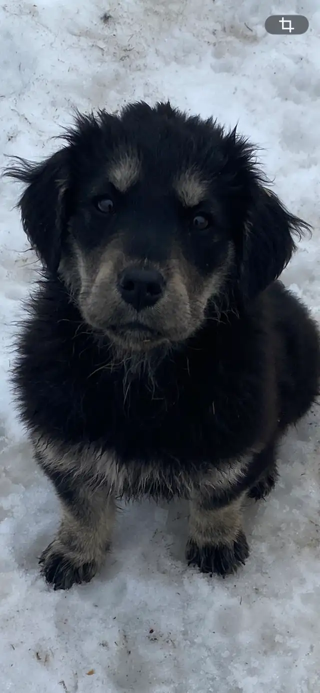 2 puppy for sell - Photo 2