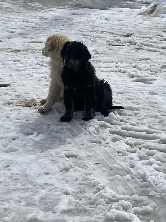 2 puppy for sell - Photo 3