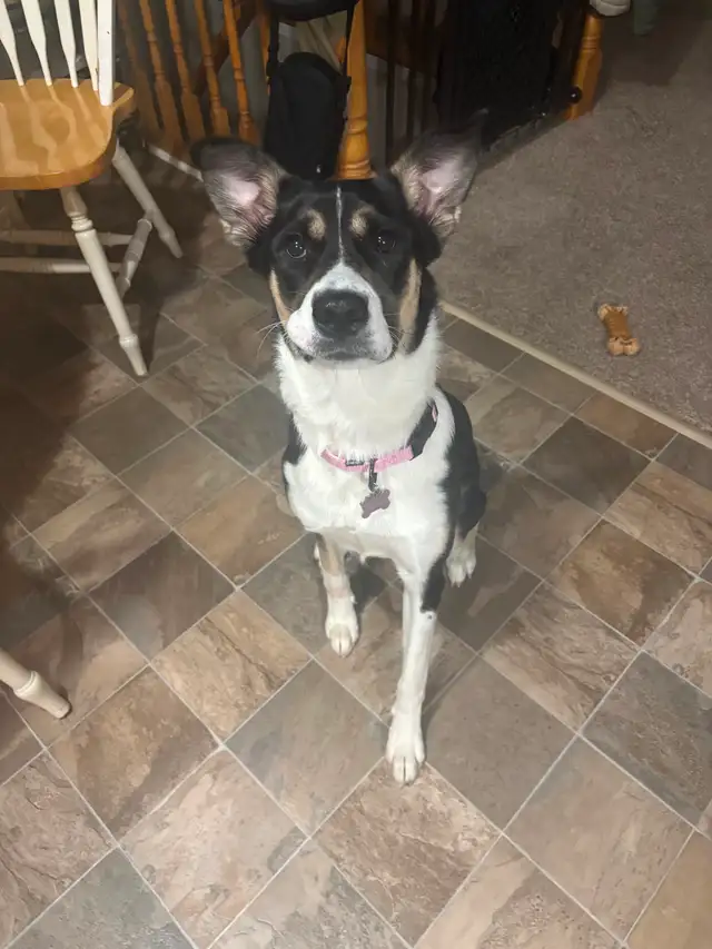 15 month old Husky X American bulldog