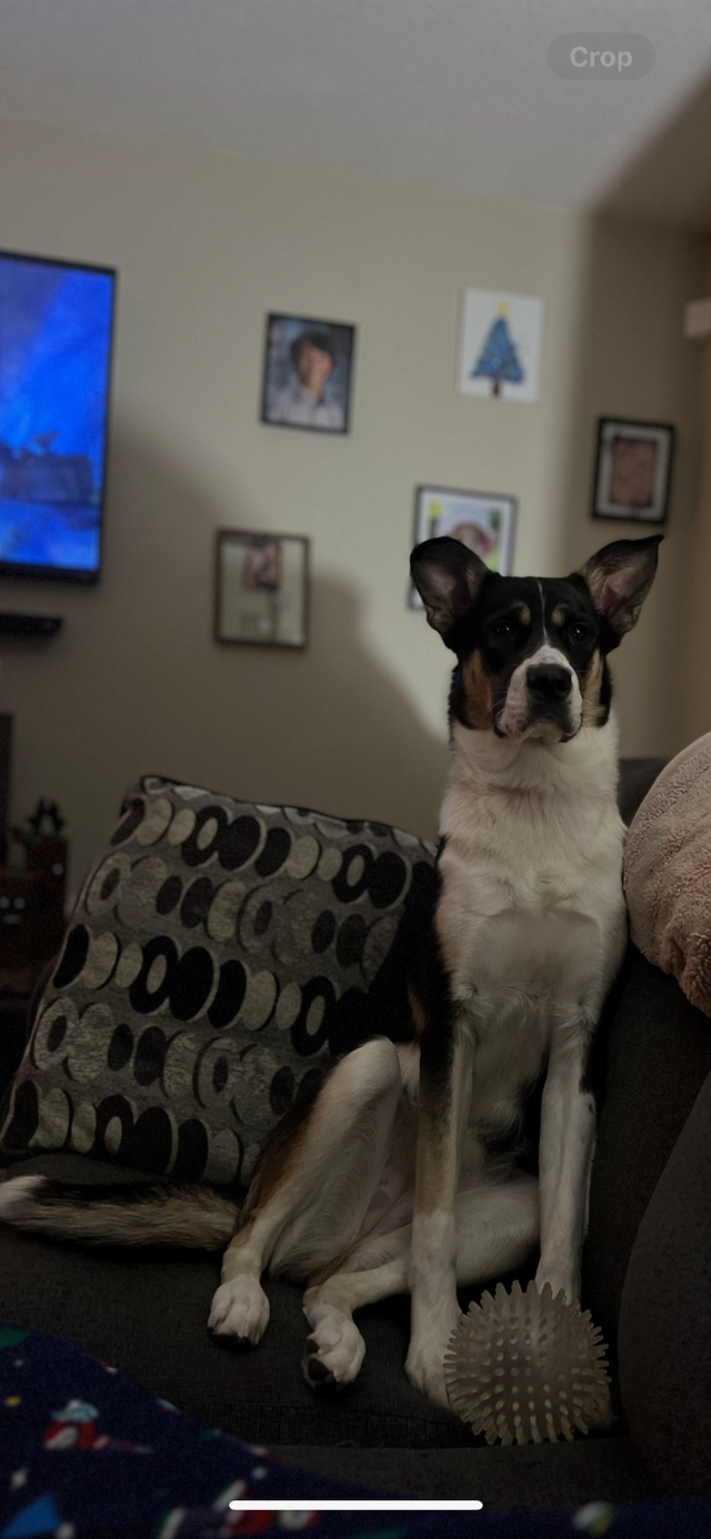 15 month old Husky X American bulldog - Photo 2