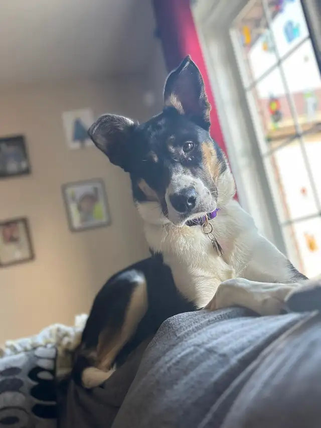 15 month old Husky X American bulldog - Photo 3