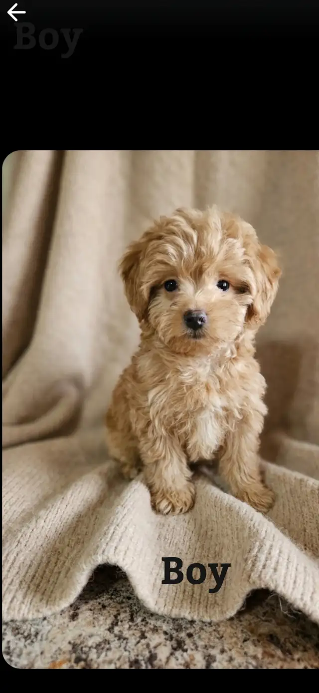 Maltipoo Baby Boy