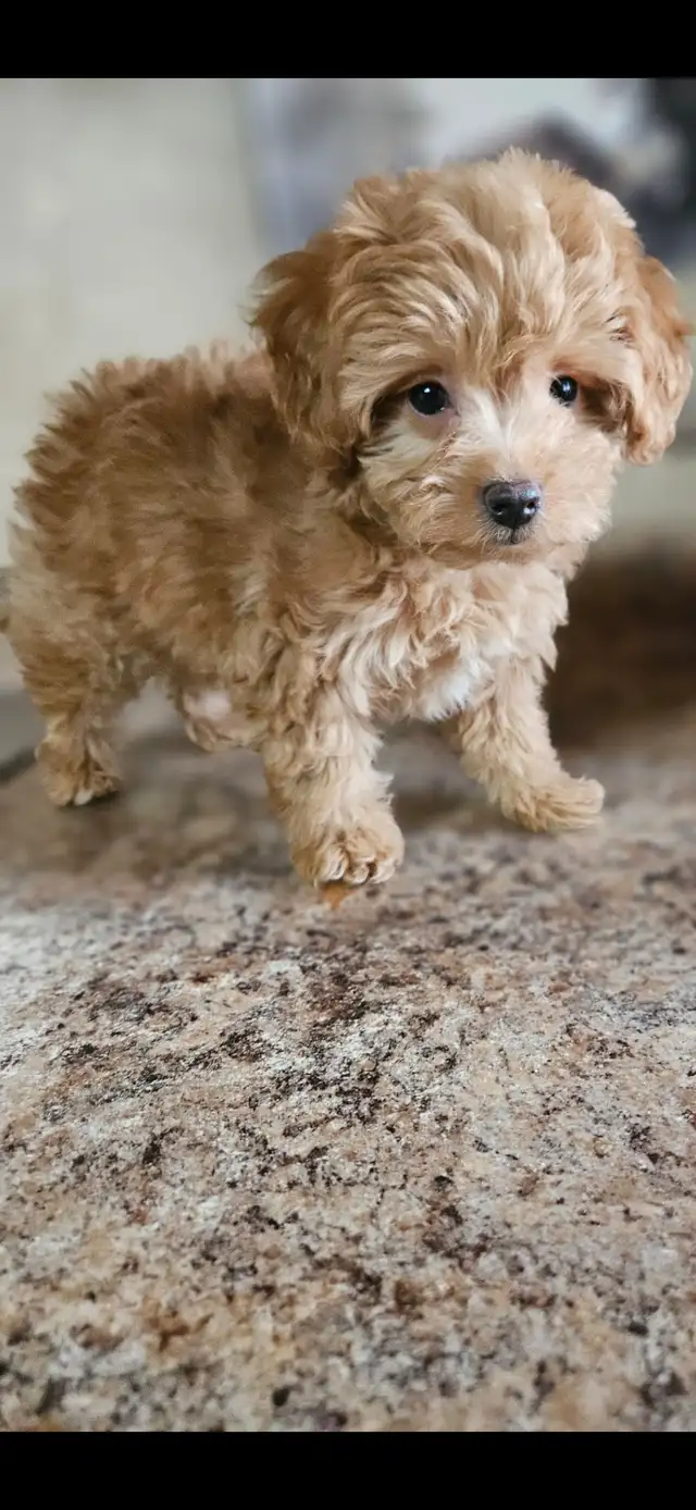Maltipoo Baby Boy - Photo 2