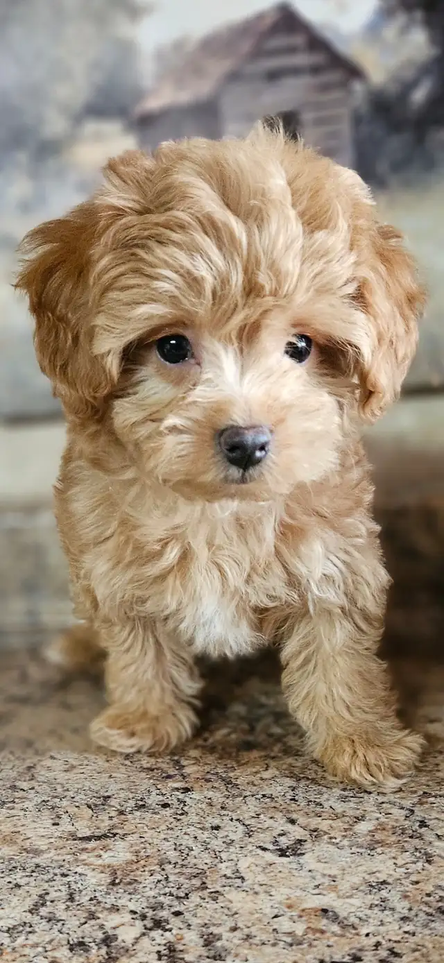 Maltipoo Baby Boy - Photo 3