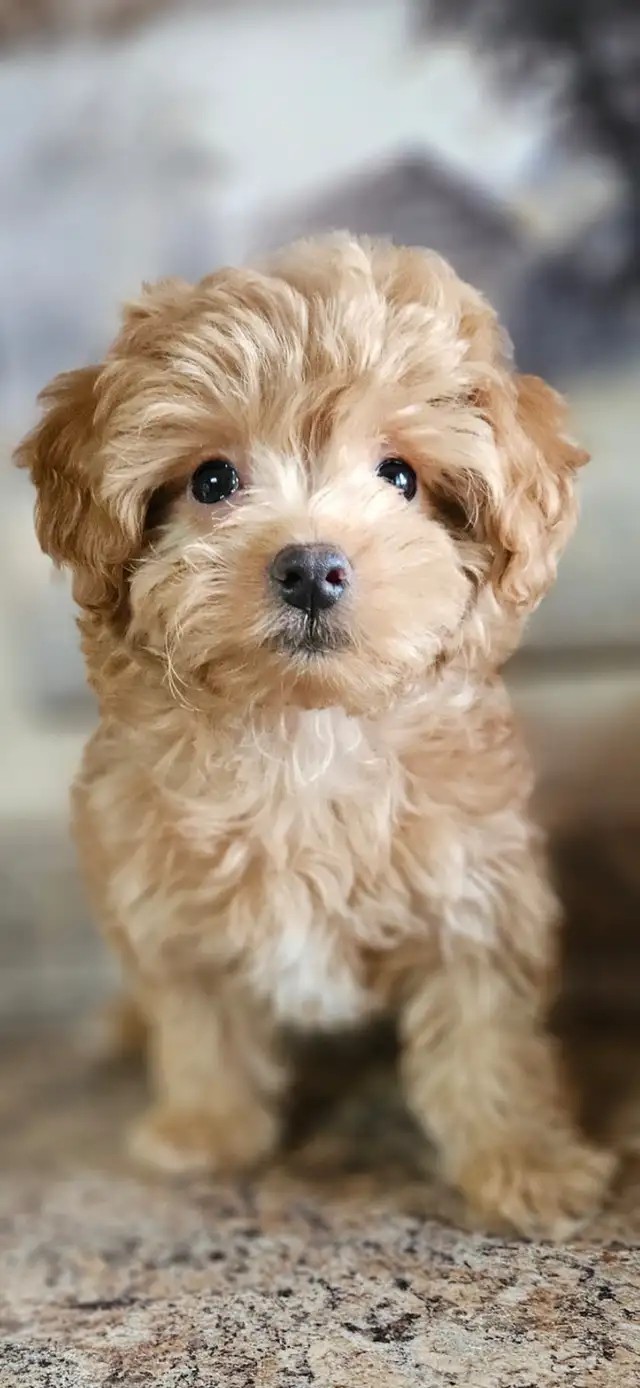 Maltipoo Baby Boy - Photo 4