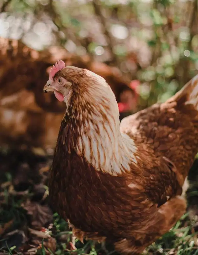 Young Laying Hens Point of Lay