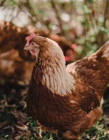 Young Laying Hens Point of Lay