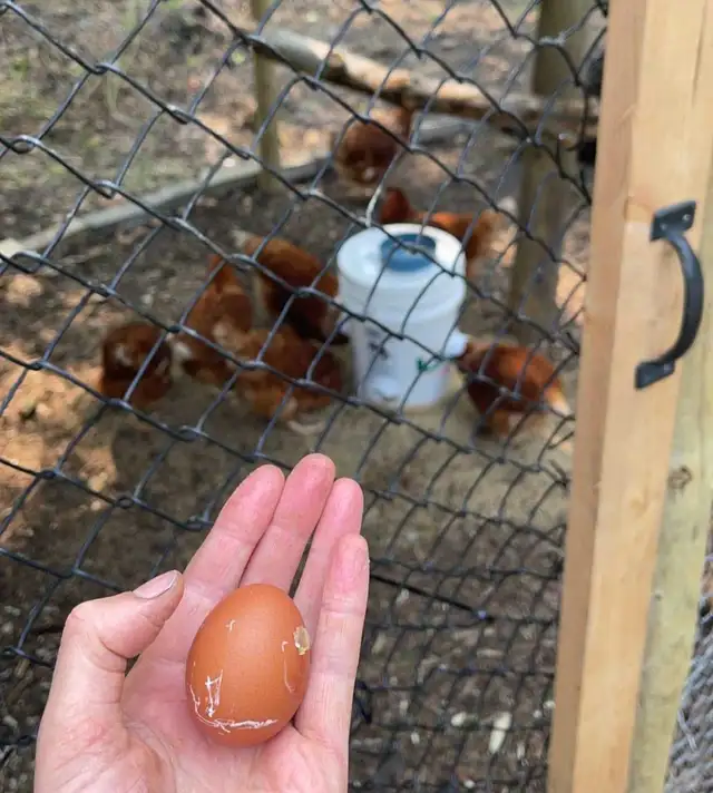 Young Laying Hens Point of Lay - Photo 2