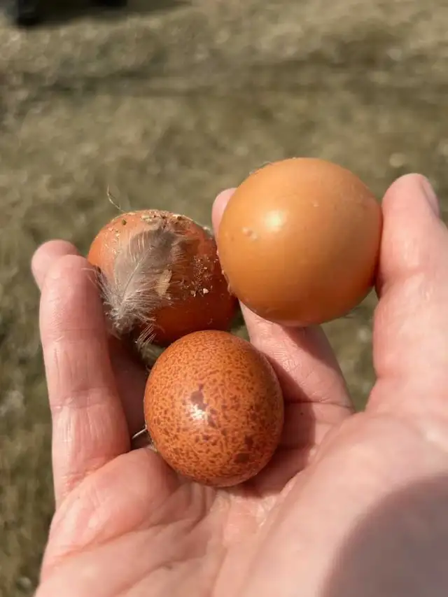 Young Laying Hens Point of Lay - Photo 6