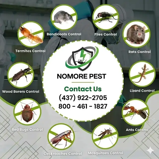 Affordable Pest Control Near You | Nomore Pest (Free Inspection) - Photo 3