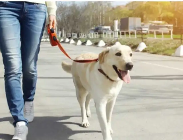 Tail Wag & Poop Tidy Up - Photo 2