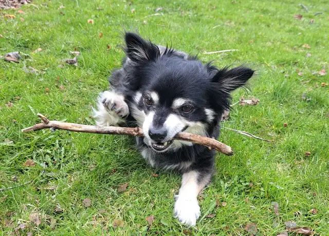 Tail Wag & Poop Tidy Up - Photo 4