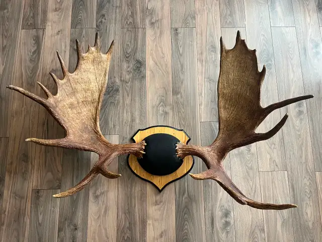Moose and Deer Rack Mounting Available