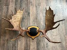 Moose and Deer Rack Mounting Available