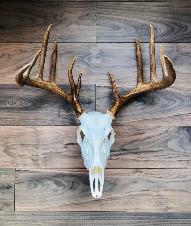 Moose and Deer Rack Mounting Available - Photo 2
