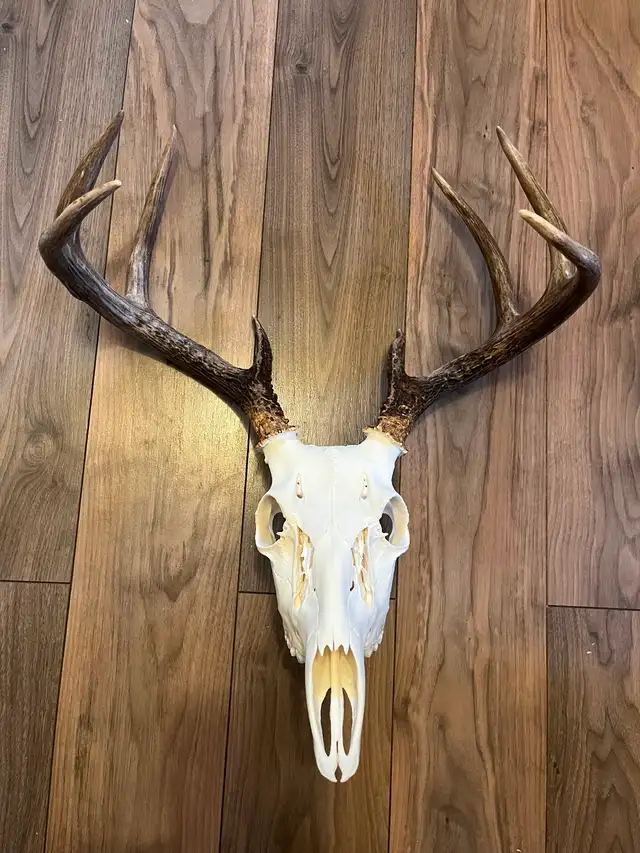 Moose and Deer Rack Mounting Available - Photo 5