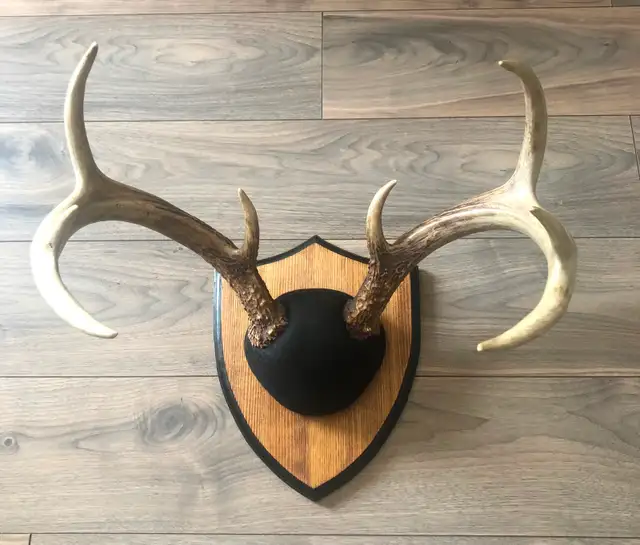 Moose and Deer Rack Mounting Available - Photo 6