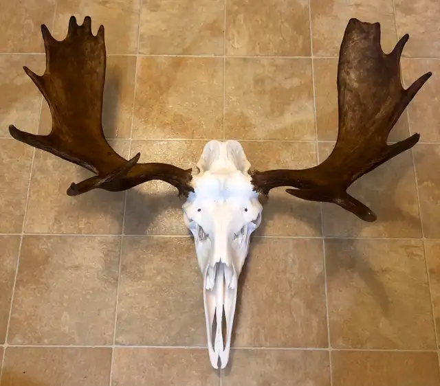 Moose and Deer Rack Mounting Available - Photo 7