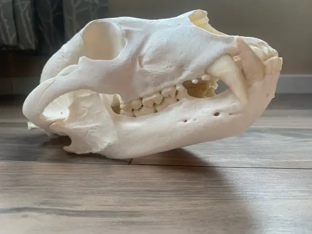 Moose and Deer Rack Mounting Available - Photo 8