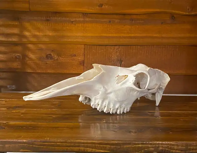 Moose and Deer Rack Mounting Available - Photo 9