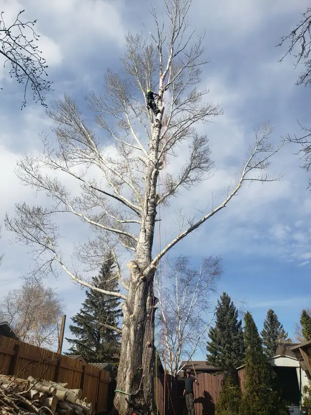 Hiring for a General Laborer - Photo 3