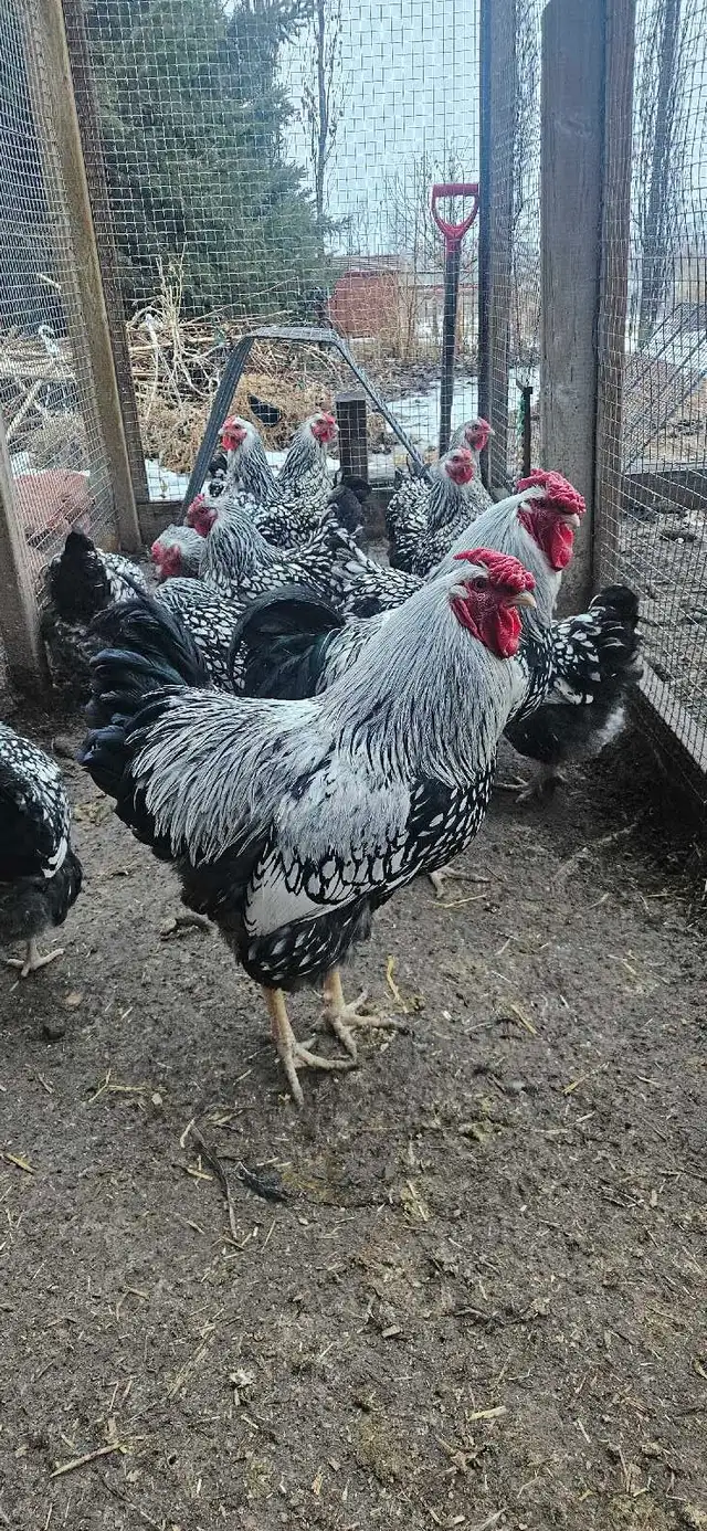 Sylver White laced Wyandotte baby chicks - Photo 3