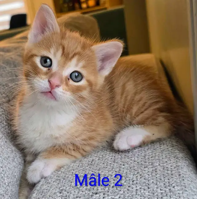 2 Petits Chatons Prêts à quitter - Photo 2