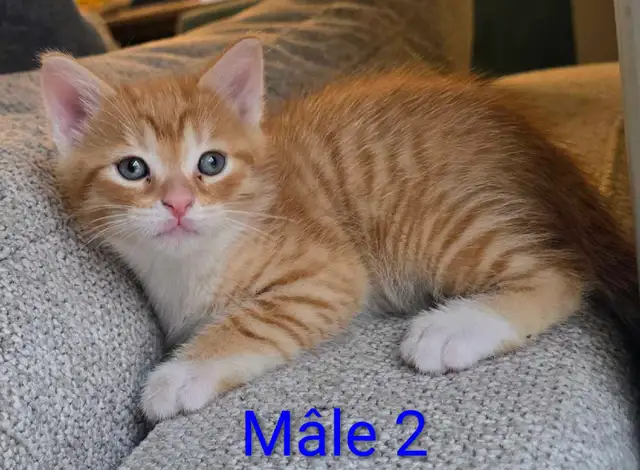 2 Petits Chatons Prêts à quitter - Photo 4