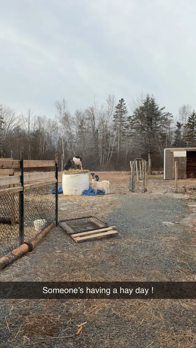 alpine goat / mini goat