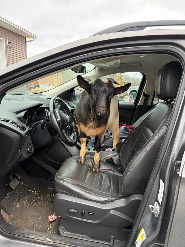 alpine goat / mini goat - Photo 2