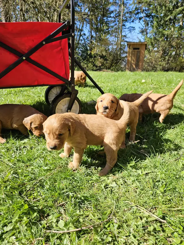 C.K.C. registered, dark red Golden Retiever pups