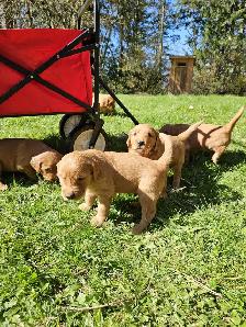 C.K.C. registered, dark red Golden Retiever pups