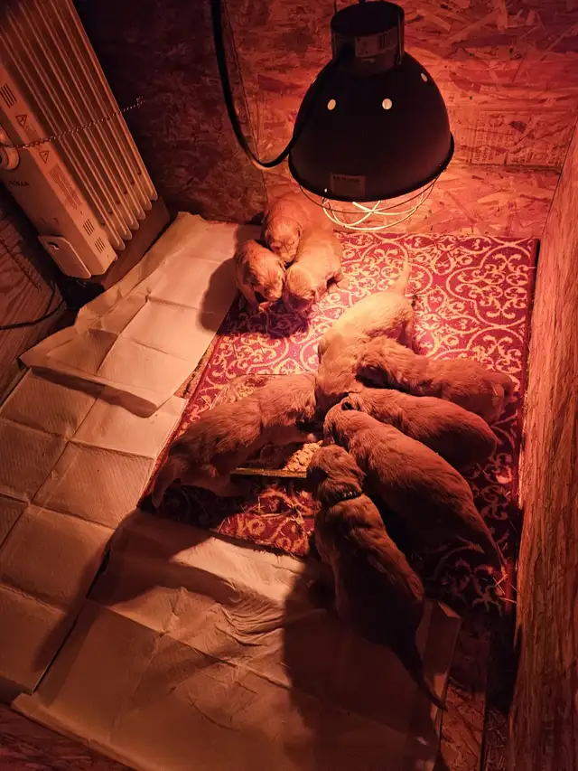 C.K.C. registered, dark red Golden Retiever pups - Photo 2