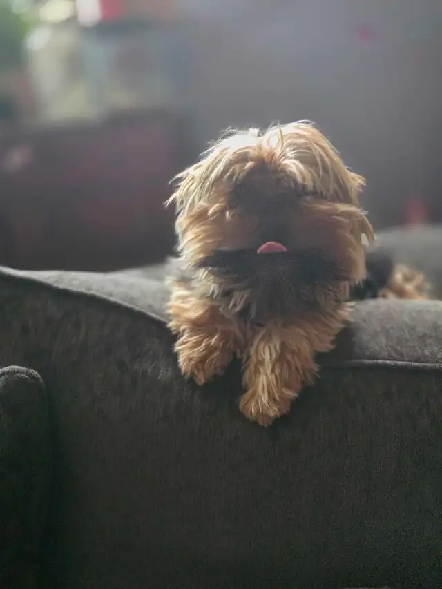 yorkshire terrier - Photo 2