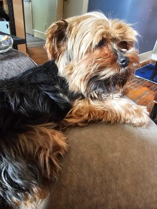 yorkshire terrier - Photo 3