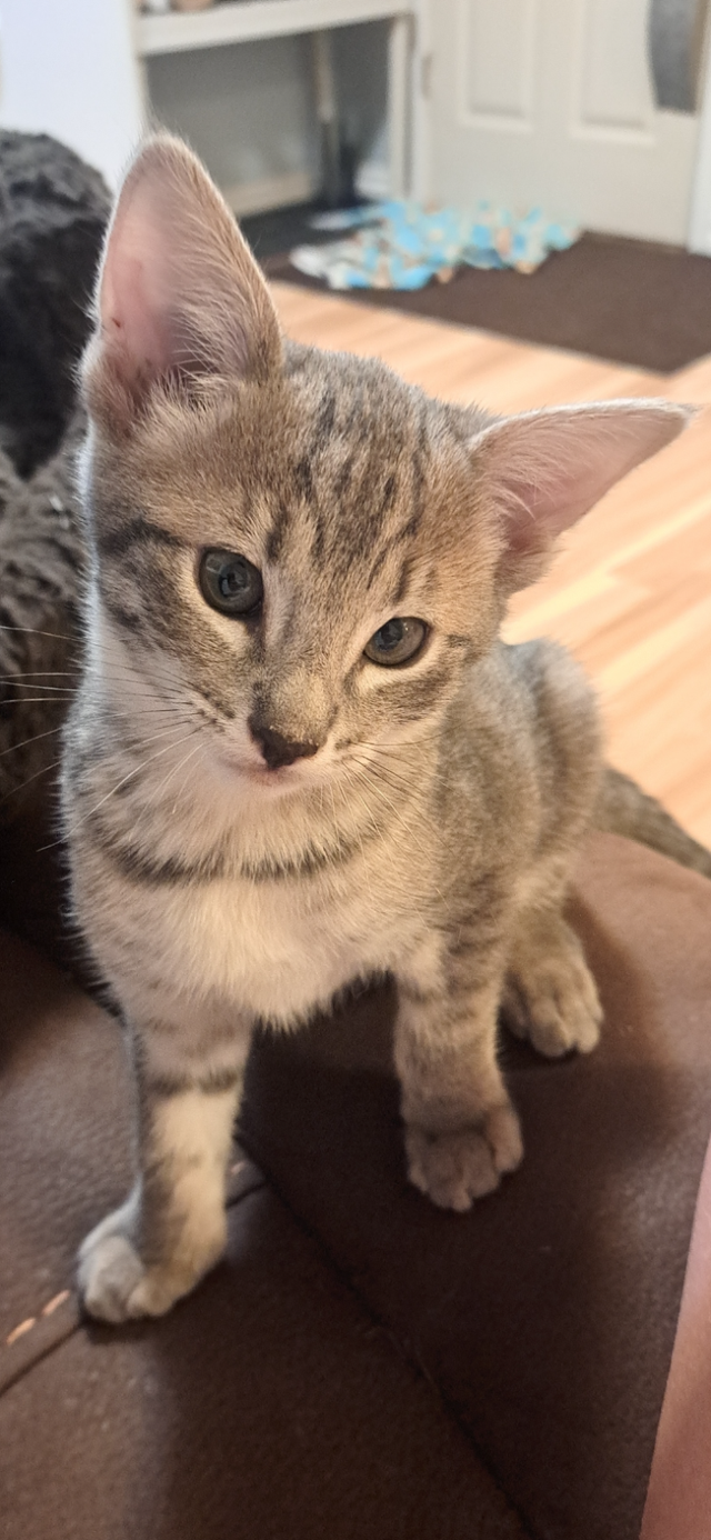 Savanah female kitten for sale.