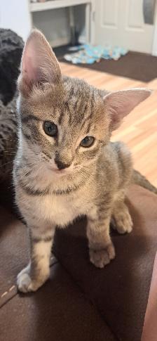 Savanah female kitten for sale.