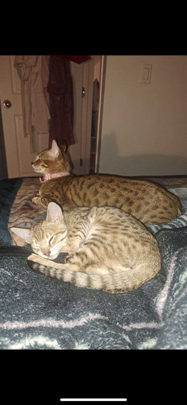 Savanah female kitten for sale. - Photo 2