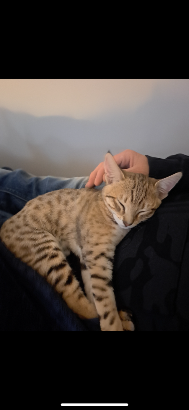 Savanah female kitten for sale. - Photo 3