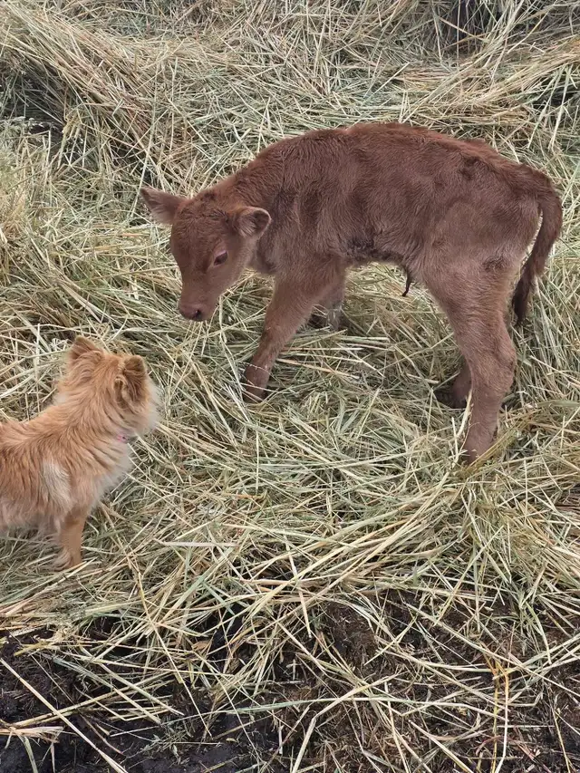 Charolais/Angus Bull calf
