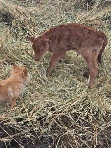 Charolais/Angus Bull calf