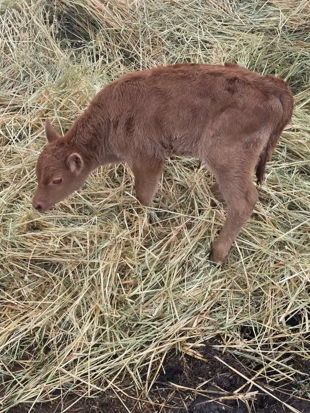 Charolais/Angus Bull calf - Photo 3