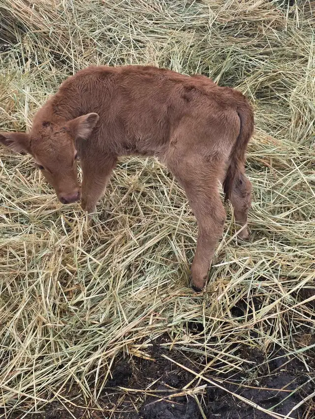 Charolais/Angus Bull calf - Photo 5