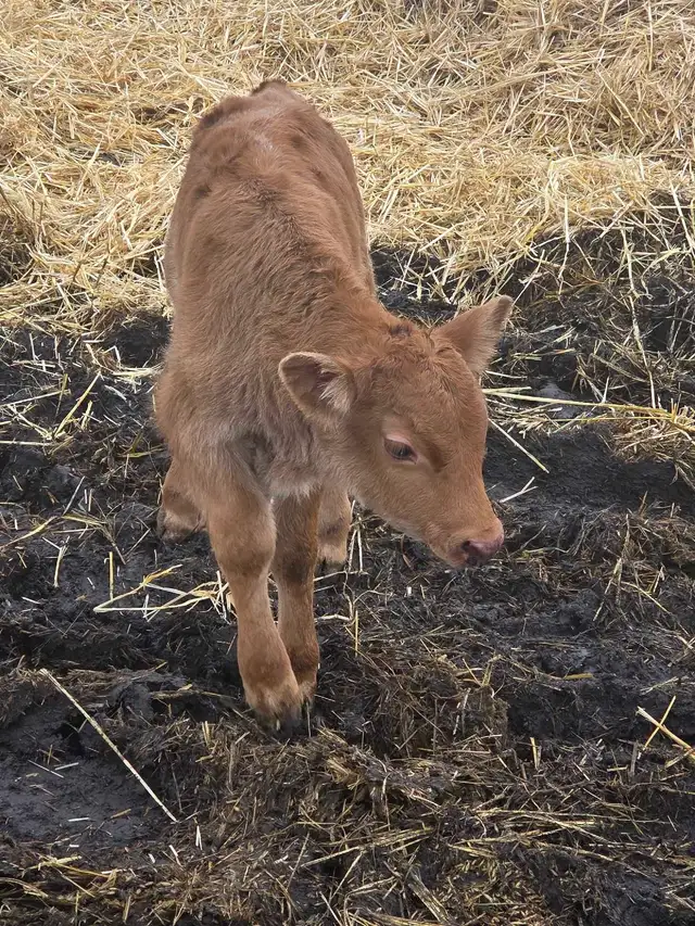 Charolais/Angus Bull calf - Photo 8