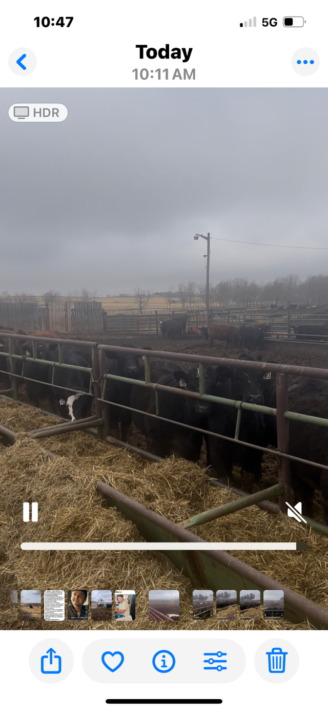 Replacement Heifers