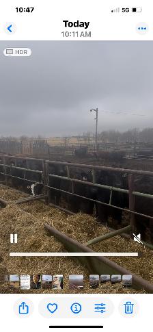 Replacement Heifers