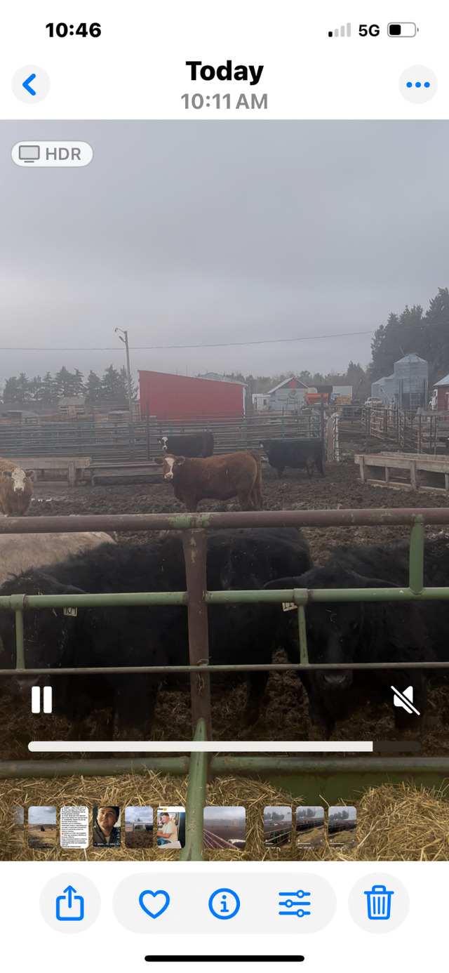 Replacement Heifers - Photo 2